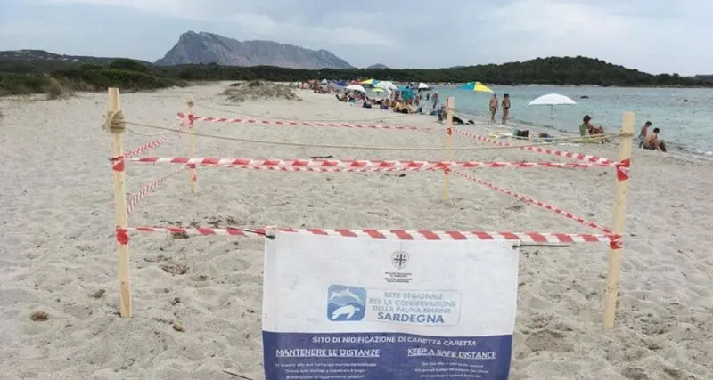 Tartaruga 'caretta caretta' depone le uova a San Teodoro, è il quinto nido in Sardegna