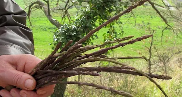 Si perde mentre cerca asparagi. Ritrovata dopo una notte di ricerche e viene denunciata