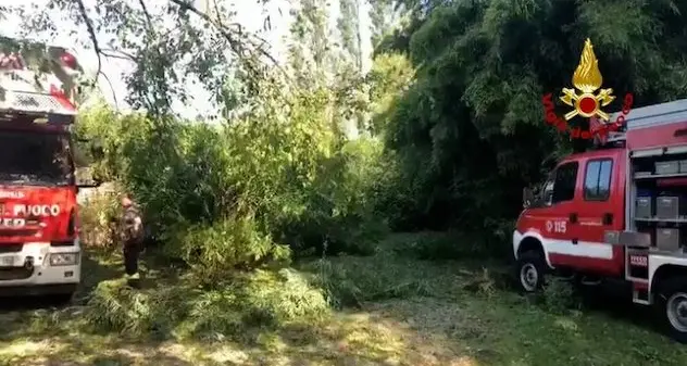 Maltempo con temporali e vento al nord: donna muore schiacciata da un albero