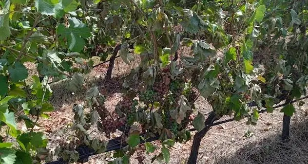 Il grande caldo mette a rischio la vendemmia 2023