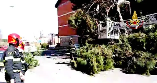 Un grosso albero si sradica e danneggia un’auto e uno scooter