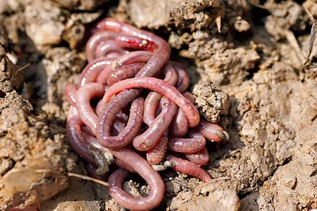 Earthworms in mold, macro photo