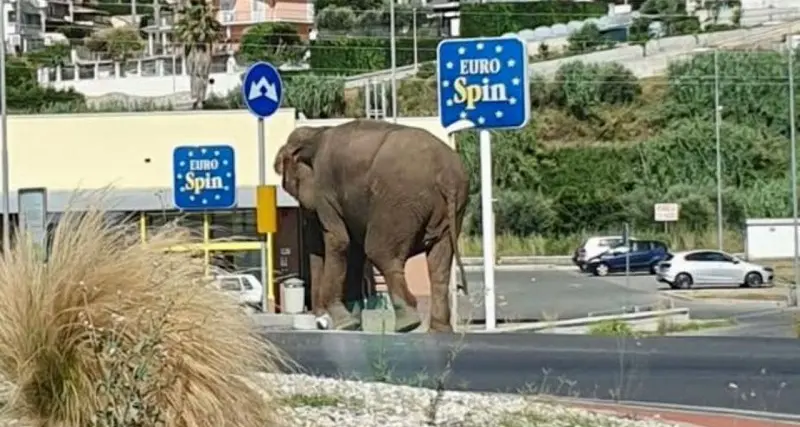 Amantea: elefante a spasso per le vie della cittadina, era scappato da un circo