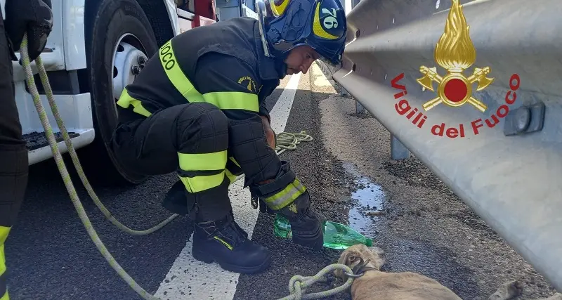 Cane ferito si ripara sotto il guard rail sulla Ss 131: salvato dai Vigili del fuoco