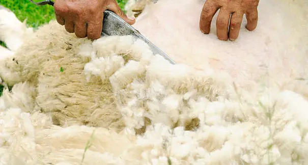 Piacenza. Domani 25 maggio, a “La faggiola” di Podenzano, la tradizionale tosatura delle pecore.