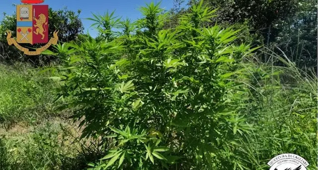 Coltivava marijuana tra gli alberi da frutto a San Sperate: arrestato