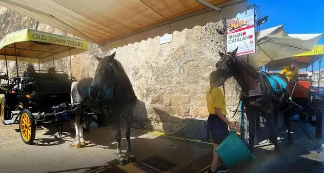 Controlli ai cavalli usati nei tour del centro ad Alghero. La Asl: “Tutto regolare”