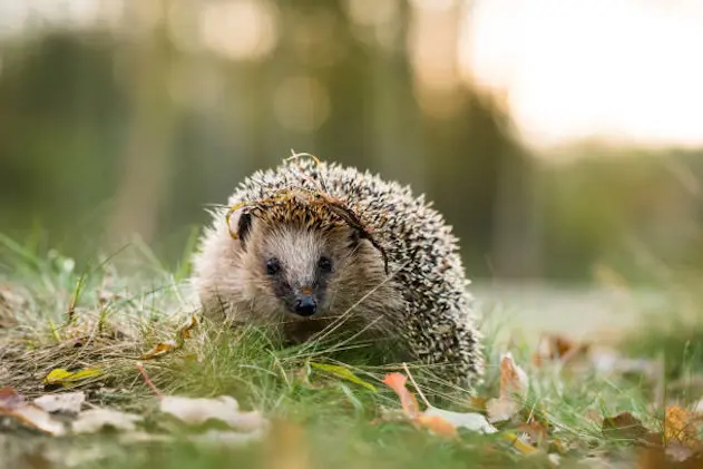 Young hedgehog