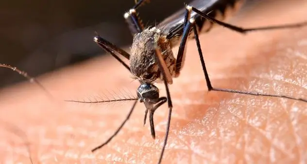 In Italia il secondo morto da West Nile Virus: è un uomo di Mantova