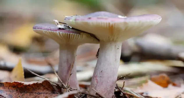 Pranzo di famiglia a base di funghi: 3 morti, indagata la nuora