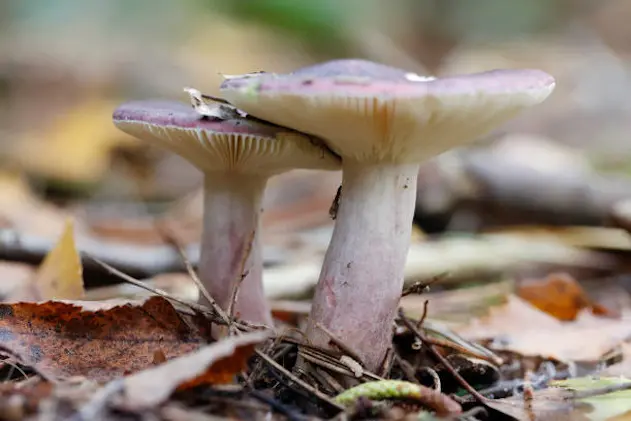 Russula sardonia, commonly known as the primrose brittlegill, is a mushroom of the genus Russula, which are commonly known as brittlegills. The fruiting body, or mushroom, is a reddish-purple, the colour of blackberry juice, and is found in coniferous woodland in summer and autumn. It is inedible, and like many inedible members of the genus, has a hot, peppery taste.\\r\\nDescription:\\r\\nThe cap grows to around 10 cm (4 in) in diameter. It is commonly purplish-red, but brownish, and greenish forms have been recorded. Usually it is darker in colour towards the middle, which is convex when young, but becomes depressed in the centre with age. The stem is occasionally white, but more commonly is flushed with pale purple-red, and has a grape-like; easily removed bloom. It is 3\\u20138 cm tall and 1\\u20131.5 cm in diameter. The adnexed to slightly decurrent gills are pale primrose yellow, and they darken with age. They are narrow, and exude water droplets when young.(see photograph left) They also turn slowly pink when ammonia is dropped onto them. This identifies the mushroom to species level, and is a \\u2018must do\\u2019 test for the rarer colour forms. The spore print is cream.[1] The flesh is firm, and has a very hot taste, making the mushroom inedible.\\r\\nDistribution and habitat:\\r\\nRussula sardonia appears in late summer and autumn; growing with Pinus (pine) in coniferous woodland, on sandy soils. It is a common mushroom, and is found across Britain, and Northern Europe. It does not occur in North America. \\r\\nEdibility:\\r\\nThis mushroom is inedible, and has a \\'pepper hot\\' taste. (Source Wikipedia). \\r\\n\\r\\nThis nice Russula was growing under Pine Trees in the Voorsterbos (Noordoostpolder), Netherlands.