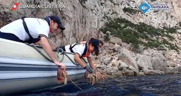 Vongole e aragoste senza etichette sequestrate al porto di Olbia