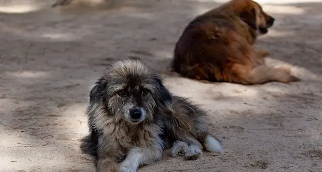 Enpa: “Solo a luglio recuperati 2.345 cani abbandonati”