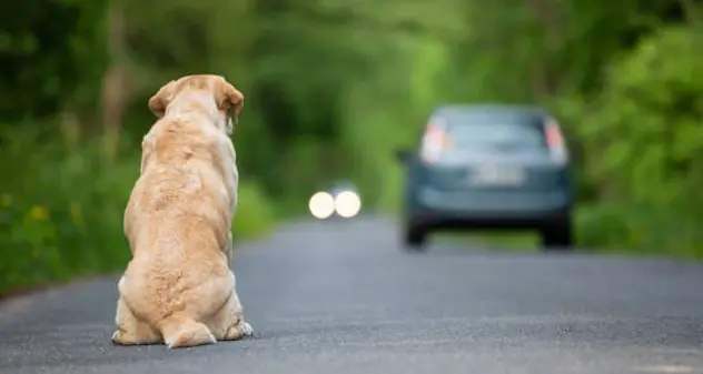 “Stop all’abbandono dei cani”: l'appello del rifugio di Olbia