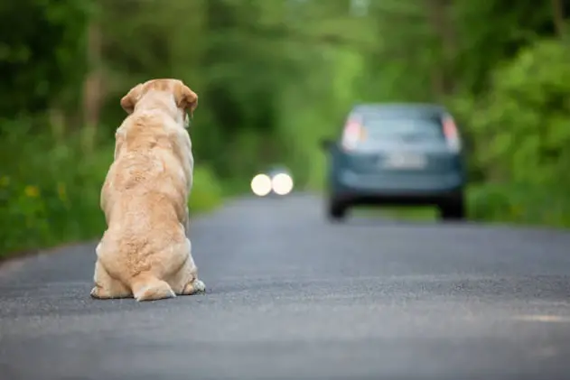 Abandoned dog on the road