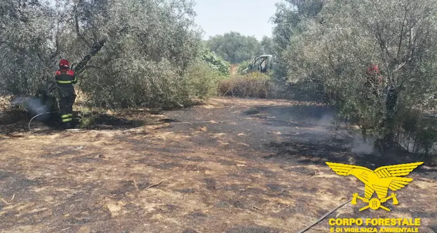 Sedici roghi oggi in Sardegna. In cinque casi intervengono i mezzi aerei