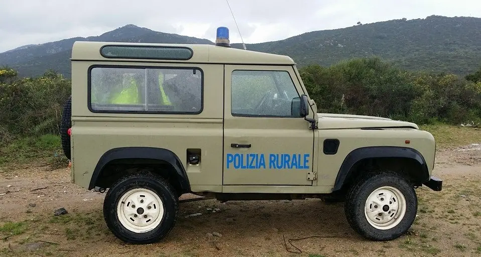 Muflone assalito e ucciso dai cani randagi a Golfo Aranci