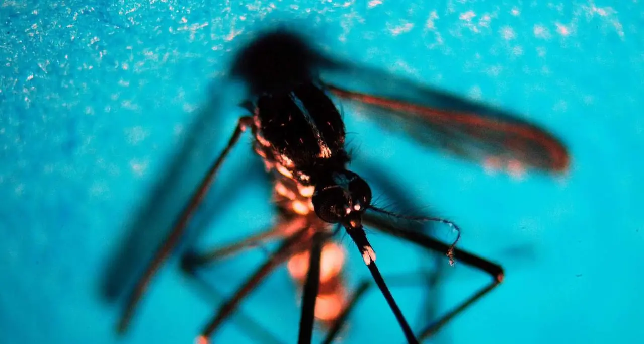 West Nile, in Italia 94 casi e 3 morti