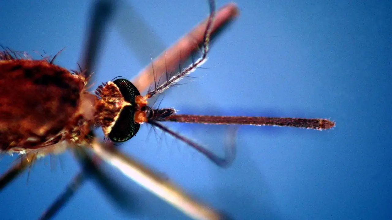 Oristano chiede un piano straordinario contro la diffusione della West Nile