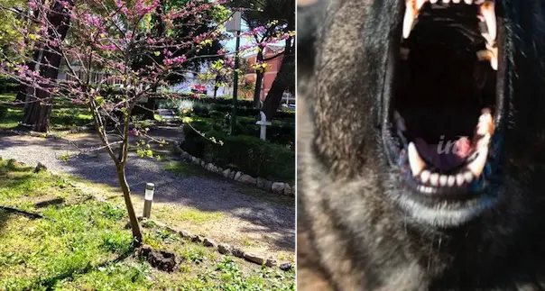 Iglesias. Paura ai giardini pubblici, cane di grossa taglia aggredisce altri due cani