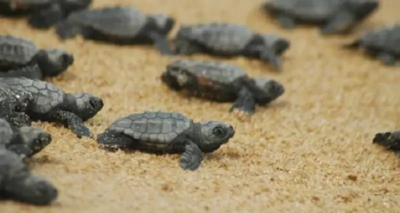 Cagliari: schiusa di uova di Caretta Caretta, nascono 70 tartarughe al Poetto