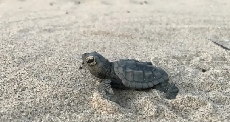 Nascono altre tartarughine Caretta caretta al Poetto di Cagliari