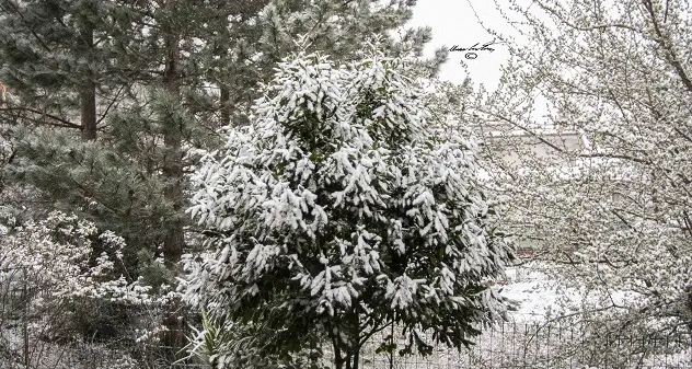 Neve a Gairo Taquisara