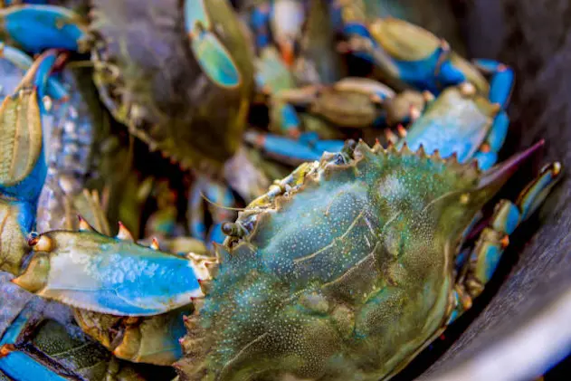 Crab fishing in Gulfport, MS. in United States, Mississippi, Gulfport