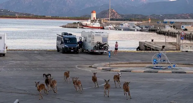 Mufloni a spasso nel porto di Arbatax mentre i turisti sbarcano in Sardegna