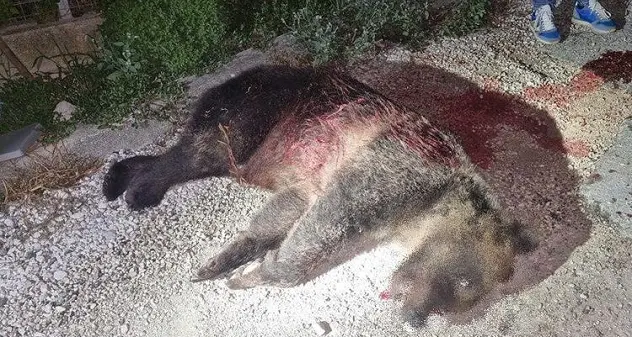 In Abruzzo uccisa a fucilate l'orsa Amarena