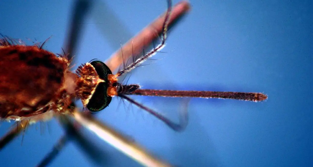 West Nile: salgono a 19 i decessi in Italia, confermati almeno 178 contagi