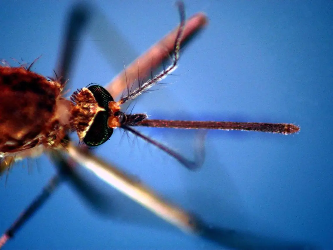 West Nile: salgono a 19 i decessi in Italia, confermati almeno 178 contagi
