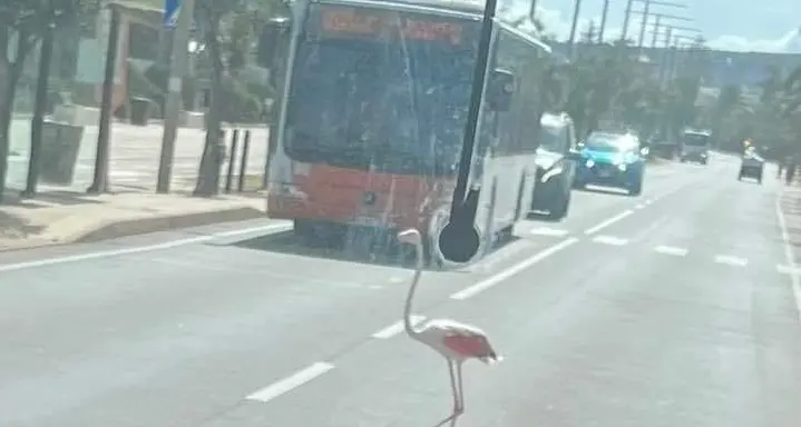 Fenicottero attraversa la strada con estrema calma: traffico fermo al Poetto e foto virale