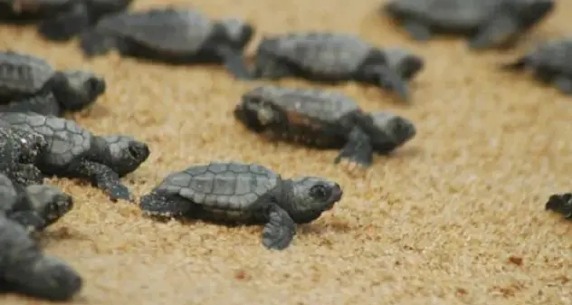 Nuova schiusa di uova Caretta Caretta in spiaggia a Cagliari