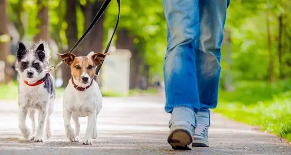 Coronavirus, il consiglio del team dei medici arrivati dalla Cina: \"scarpe ai cani per la passeggiata”