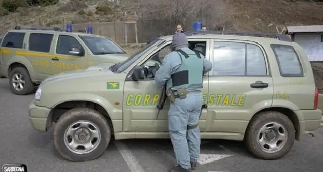 A spasso col cane in pineta: 800 euro di multa