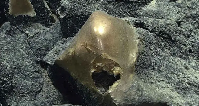 Alaska, misterioso \"uovo dorato\" trovato nei fondali oceanici