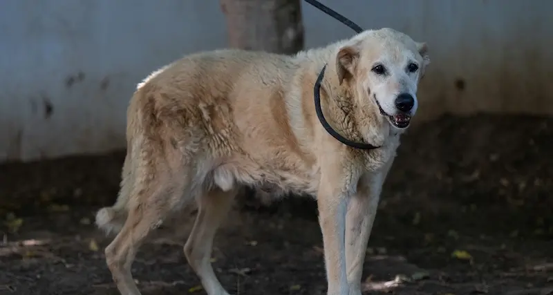 Cagliari. Adotta un cane ospite del canile comunale: vi presentiamo Lillo