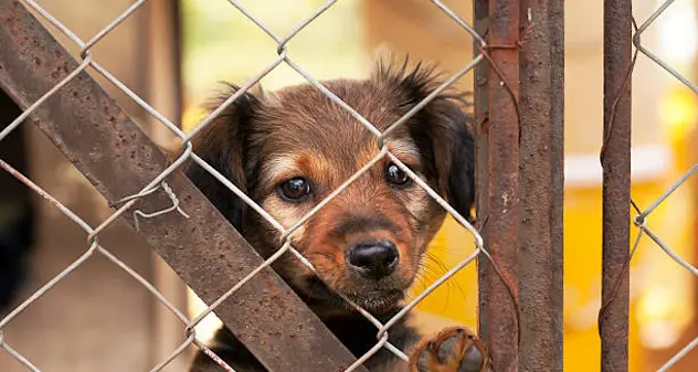 “Lascio la mia casa ai cani”, ma l’ultima volontà della 102enne non va a buon fine