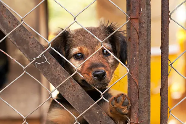 Lonely dog puppy looking behind a fence