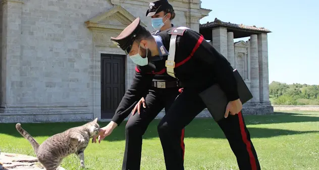 Villasor, avvelena il gatto della vicina e tenta di ucciderne altri: denunciato 51enne