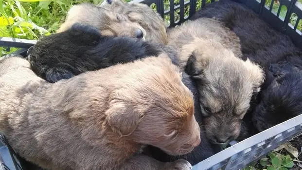 Sette cuccioli di pastore maremmano salvati da un tragico destino a Fordongianus