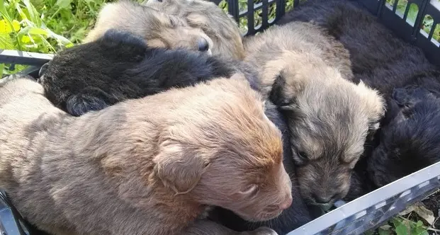 Abbandonati sul ciglio della strada: i barracelli salvano sei cuccioli di cane