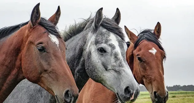 Coronavirus. Fdi Sardegna: “Sostenere il comparto equestre regionale”