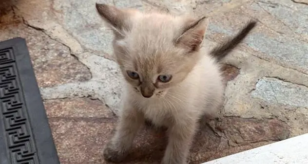 Gattino smarrito a Cala Gonone, il nonno offre minicrociera a chi lo ritrova