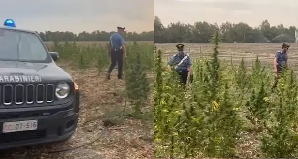 Arborea. Sequestrata piantagione di un ettaro di canapa da droga: arrestato 18enne che la coltivava. Il video