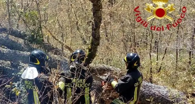 Tragedia a Lodine: muore schiacciato da un albero