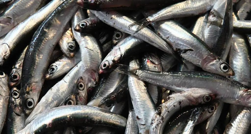 Il Mediterraneo si surriscalda: acciughe in fuga e allarme per l’ecosistema marino sardo