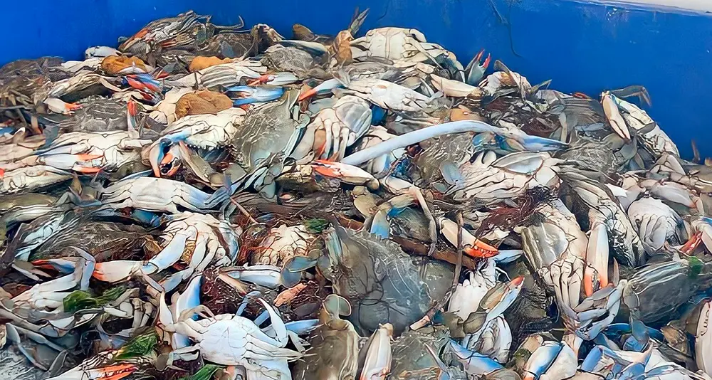 Granchio blu. A Posada gara di pesca per tutelare l'ecosistema lagunare