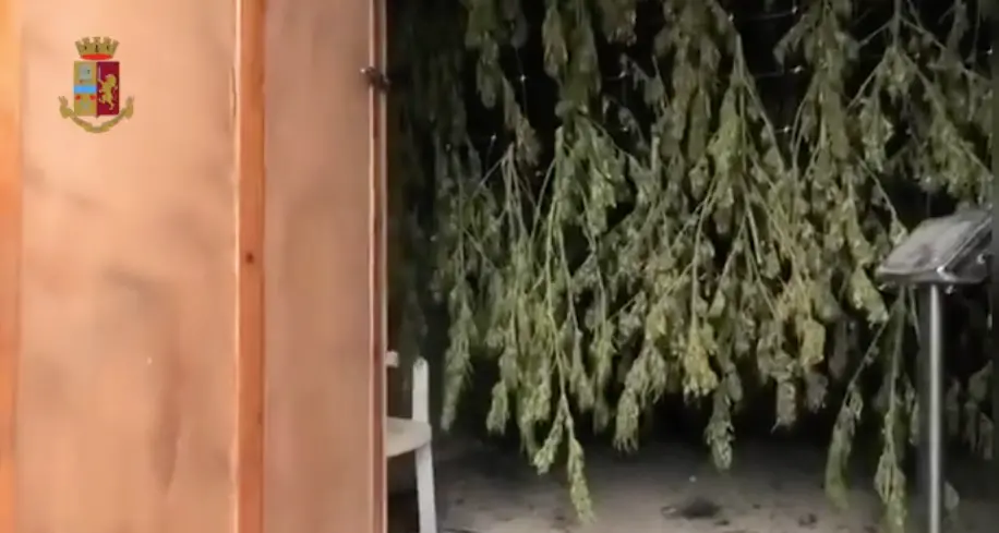 A Gonnesa 120 chili di marijuana per 600mila euro: un arresto